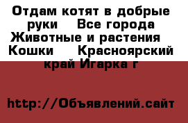 Отдам котят в добрые руки. - Все города Животные и растения » Кошки   . Красноярский край,Игарка г.